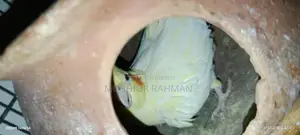Cockatiel Birds for Sale