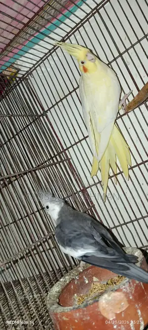 Cockatiel Birds for Sale