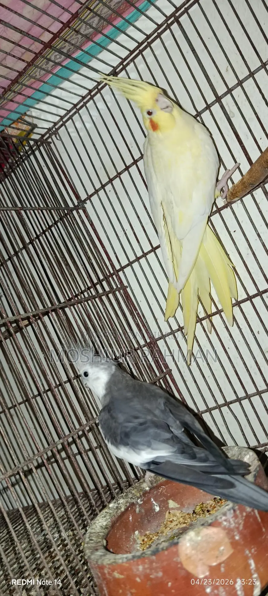 Cockatiel Birds for Sale