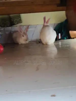 Two rabbits for sale