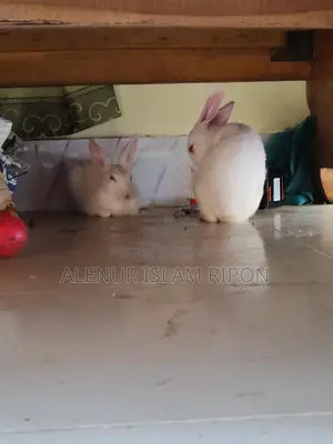 Two rabbits for sale