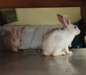Two rabbits for sale