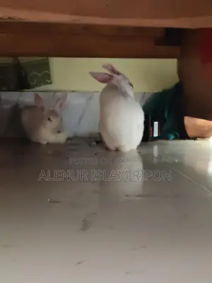 Two rabbits for sale