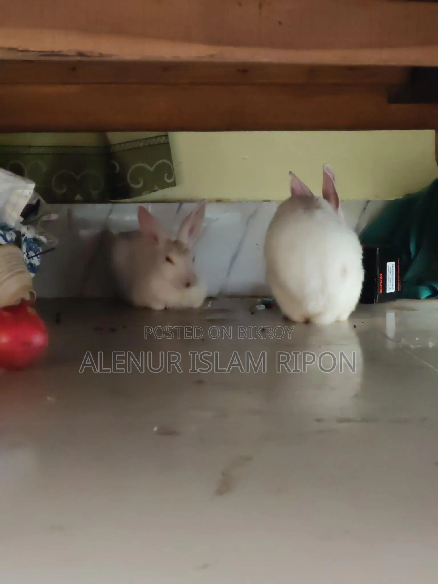 Two rabbits for sale