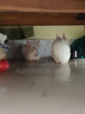 Two rabbits for sale