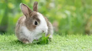 খর‌গোশ বি‌ক্রি কর‌বো