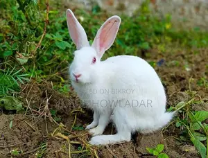 খর‌গোশ বি‌ক্রি কর‌বো