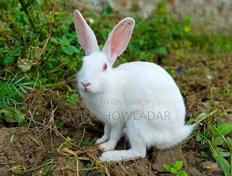 খর‌গোশ বি‌ক্রি কর‌বো