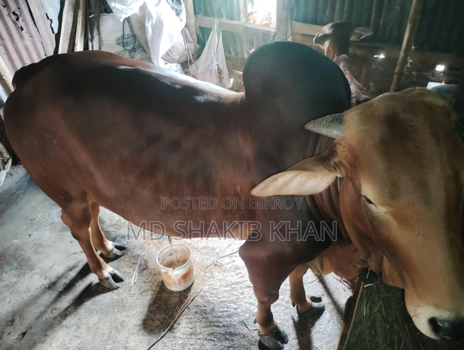Sahiwal Bull for Sale