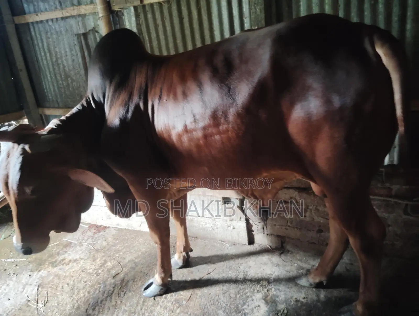 Sahiwal Bull for Sale