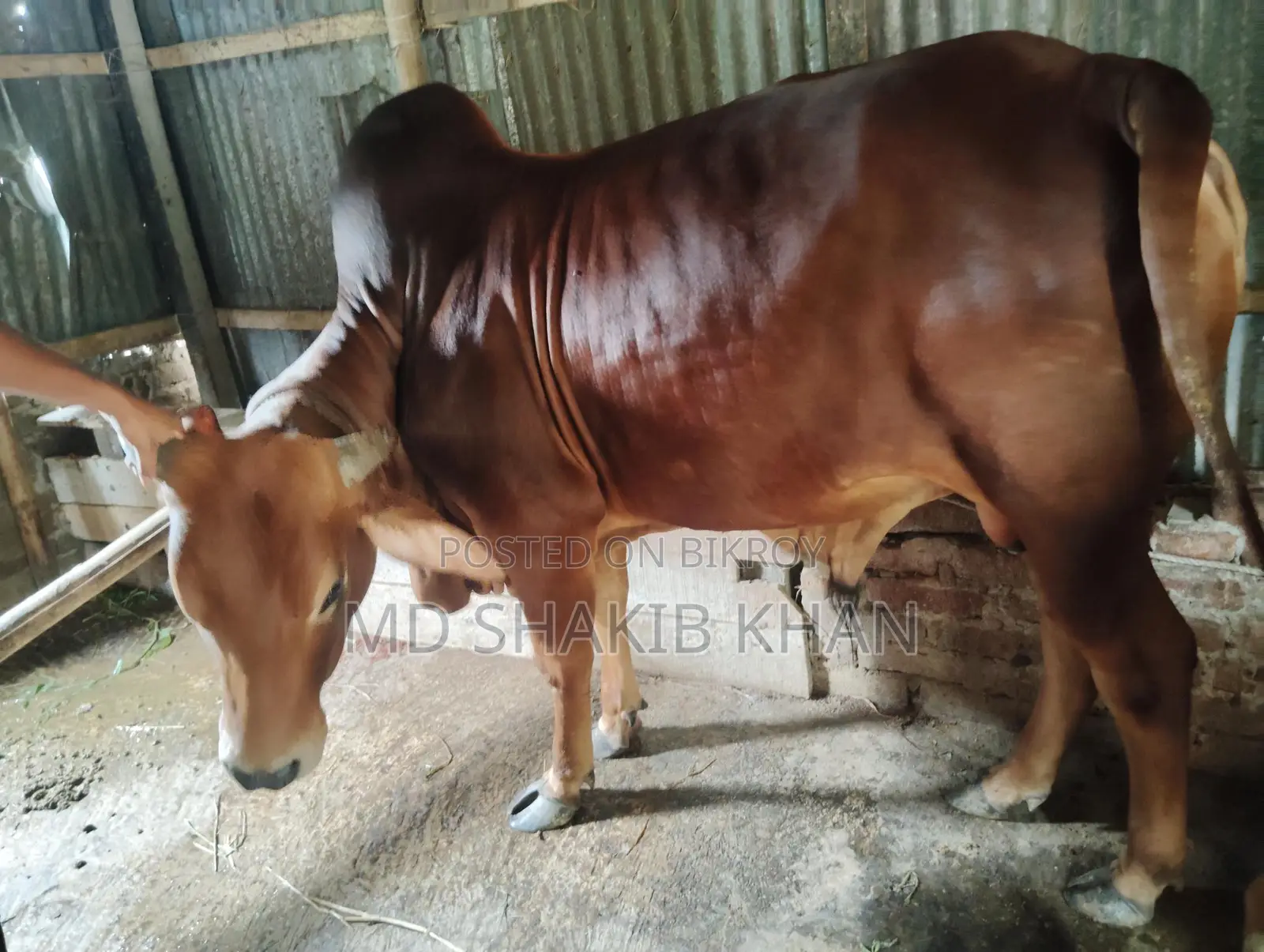 Sahiwal Bull for Sale