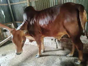 Sahiwal Bull for Sale