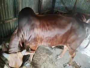 Sahiwal Bull for Sale