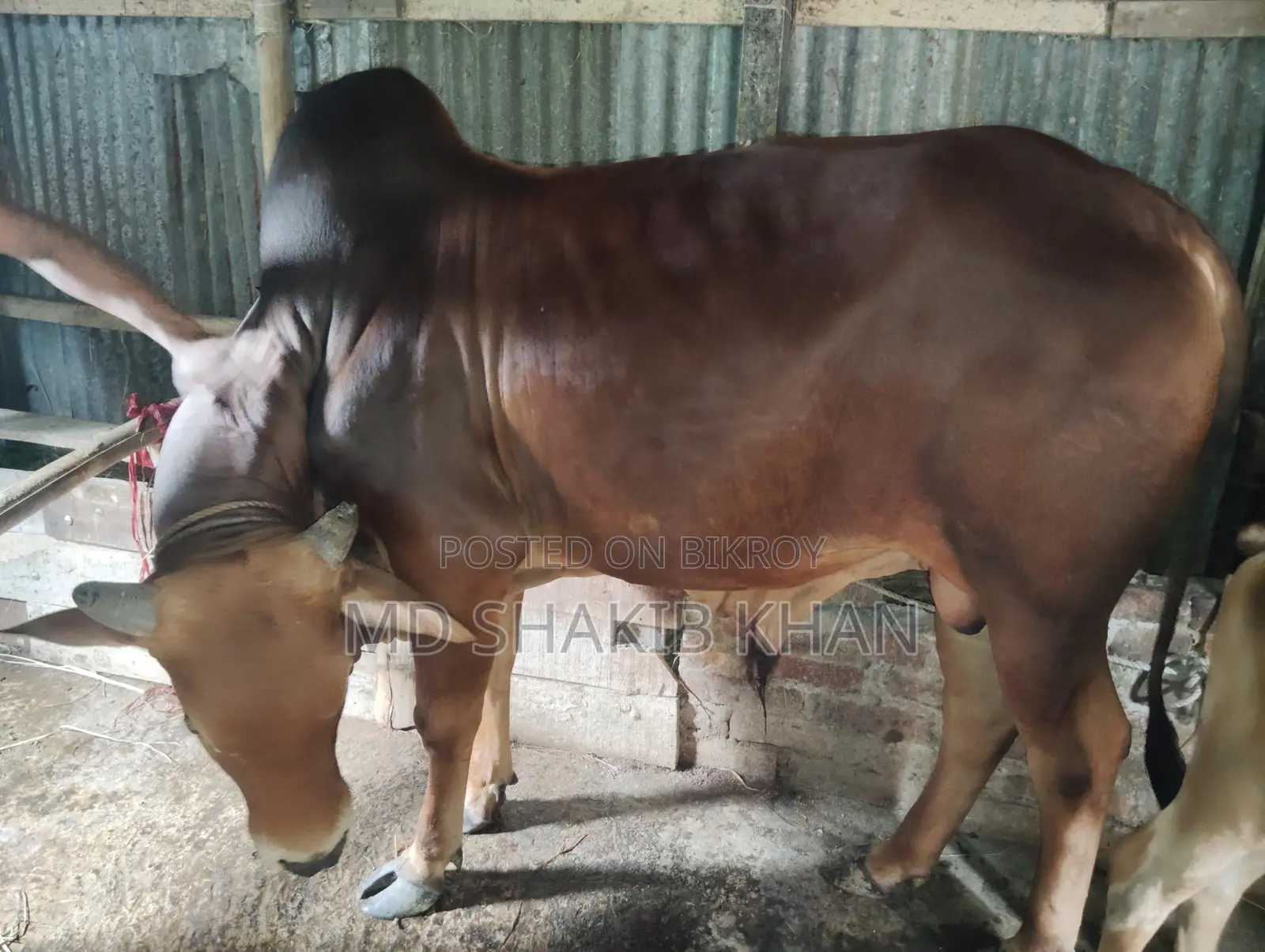 Sahiwal Bull for Sale