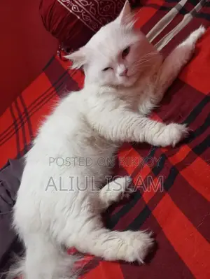 1+ year Male Purebred Persian