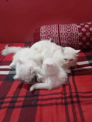 1+ year Male Purebred Persian