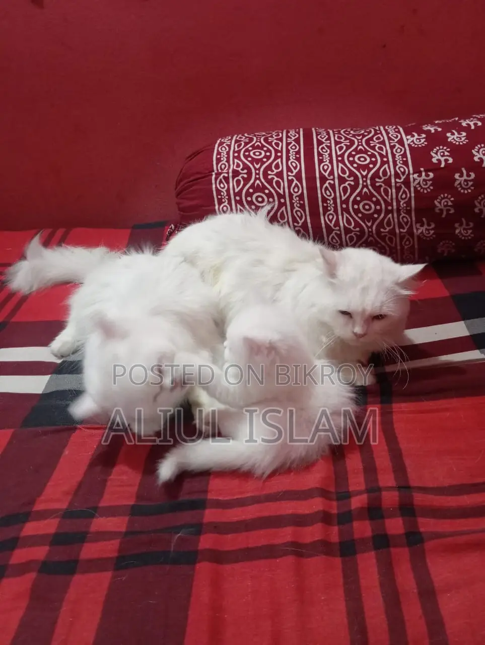 1+ year Male Purebred Persian
