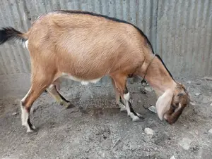 2 Goats for Sale