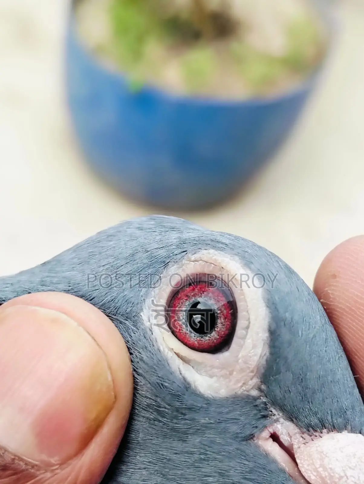 Racer Pigeon