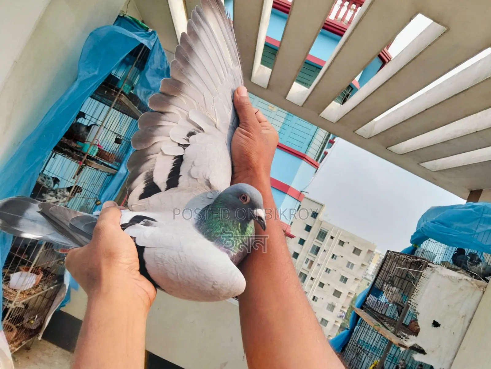 Racer Pigeon