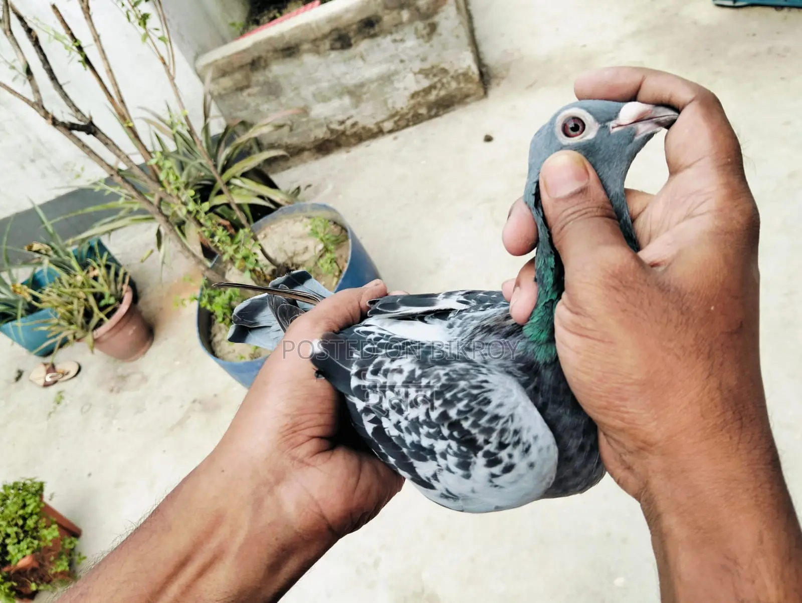 Racer Pigeon