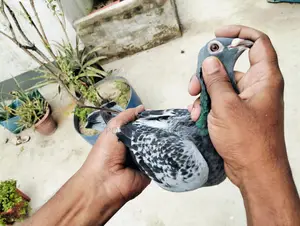 Racer Pigeon