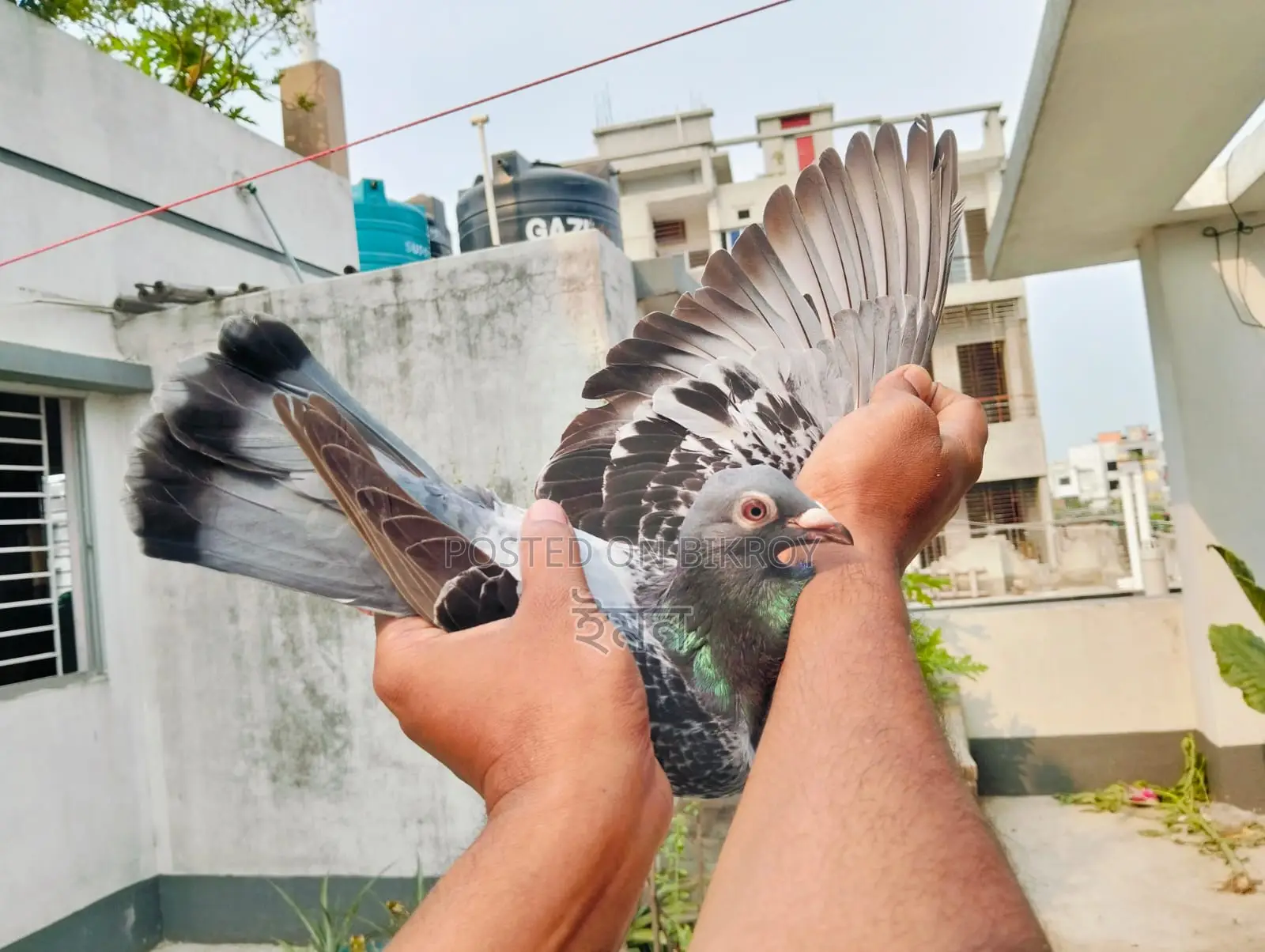 Racer Pigeon