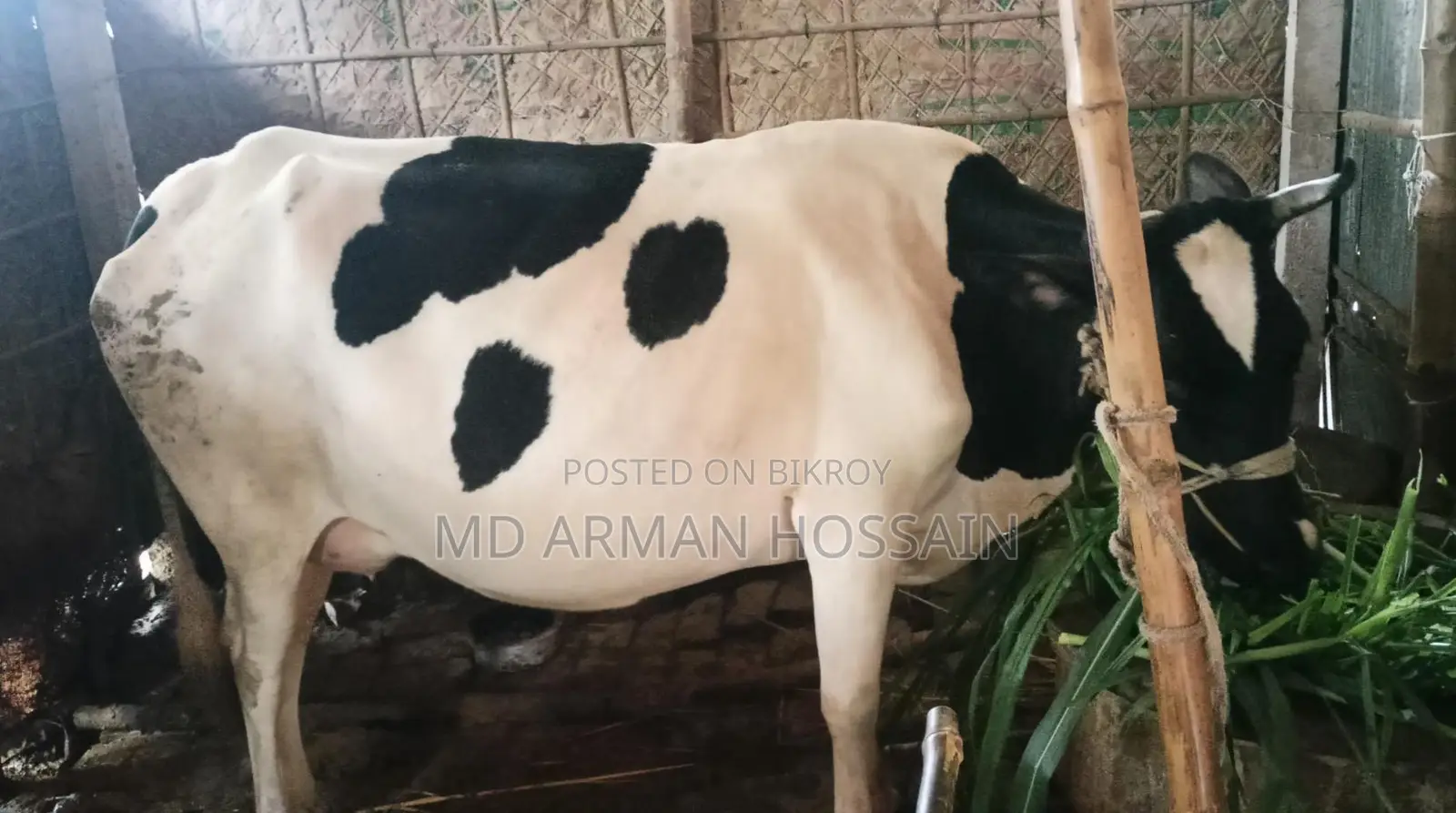 Milking Cow