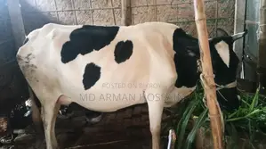 Milking Cow