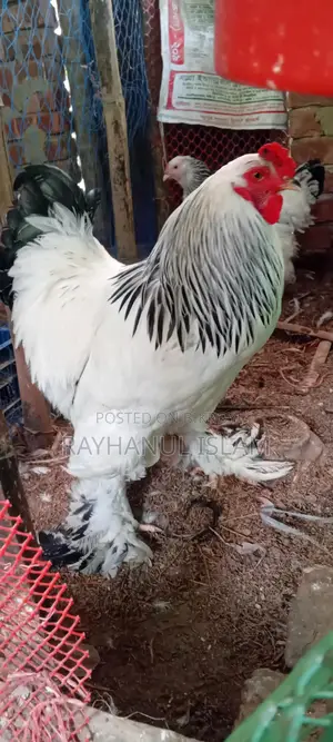 গলাছিলা,লাইট ব্রাহমা,নেকেড সিল্কি মোরগ এর বাচ্চা বিক্রি হবে