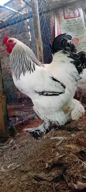 গলাছিলা,লাইট ব্রাহমা,নেকেড সিল্কি মোরগ এর বাচ্চা বিক্রি হবে
