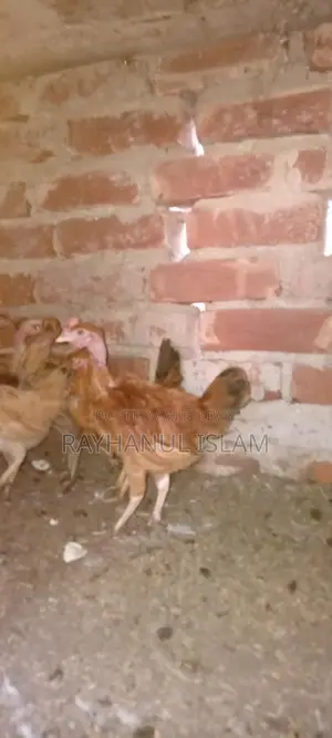 গলাছিলা,লাইট ব্রাহমা,নেকেড সিল্কি মোরগ এর বাচ্চা বিক্রি হবে