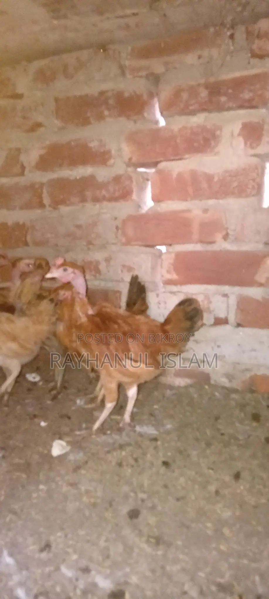 গলাছিলা,লাইট ব্রাহমা,নেকেড সিল্কি মোরগ এর বাচ্চা বিক্রি হবে