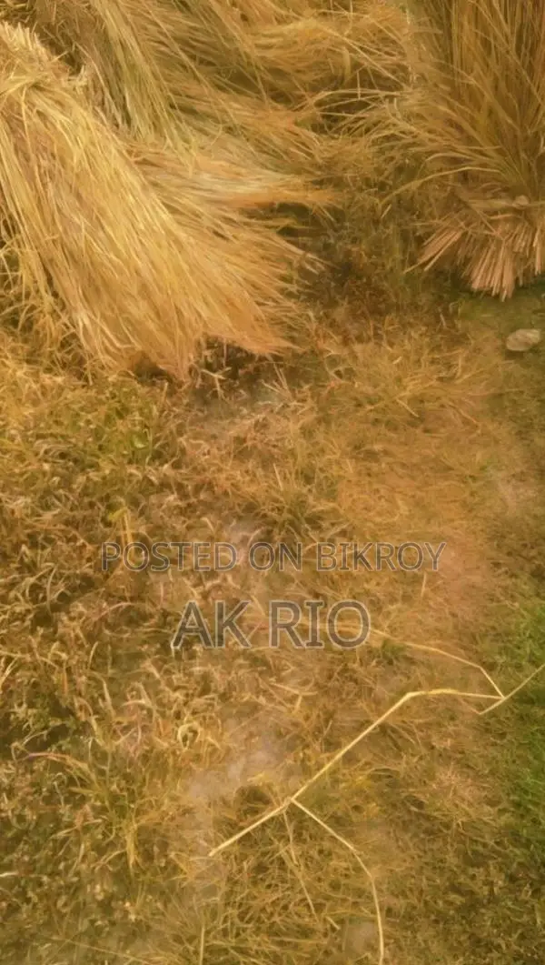 Pure Paddy Straw for Sale