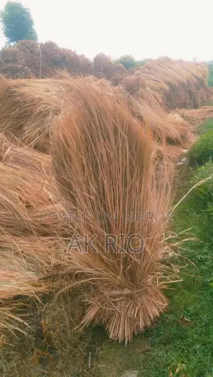 Pure Paddy Straw for Sale