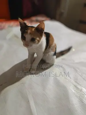 একটি দেশি সুন্দর বিড়াল বিক্রি করা হবে