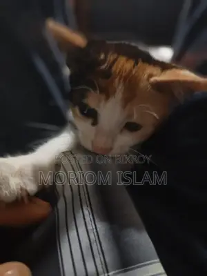 একটি দেশি সুন্দর বিড়াল বিক্রি করা হবে