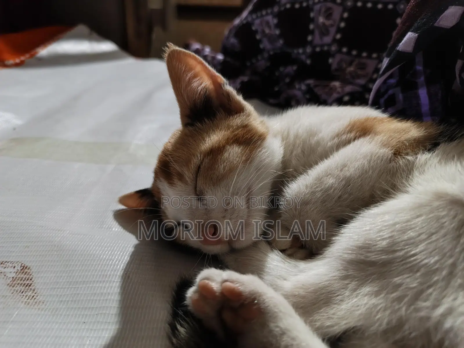একটি দেশি সুন্দর বিড়াল বিক্রি করা হবে