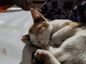 একটি দেশি সুন্দর বিড়াল বিক্রি করা হবে