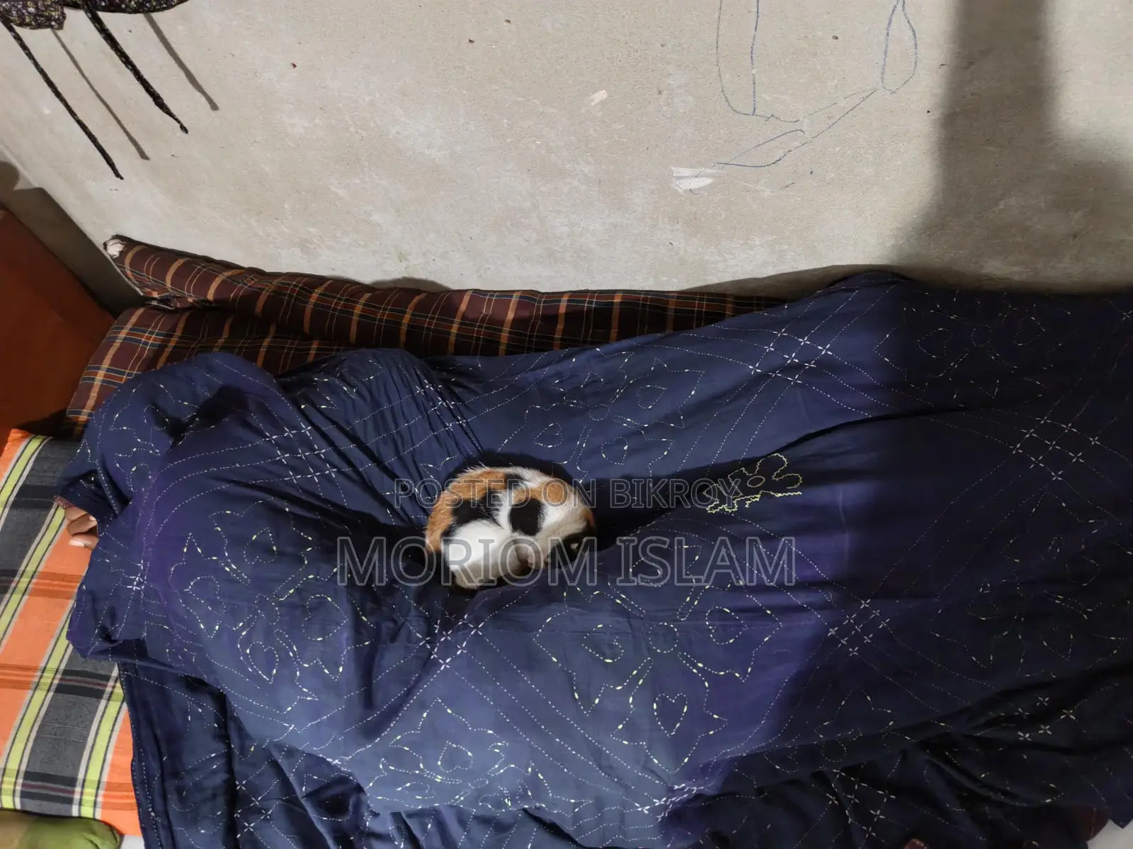 একটি দেশি সুন্দর বিড়াল বিক্রি করা হবে