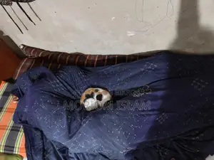 একটি দেশি সুন্দর বিড়াল বিক্রি করা হবে