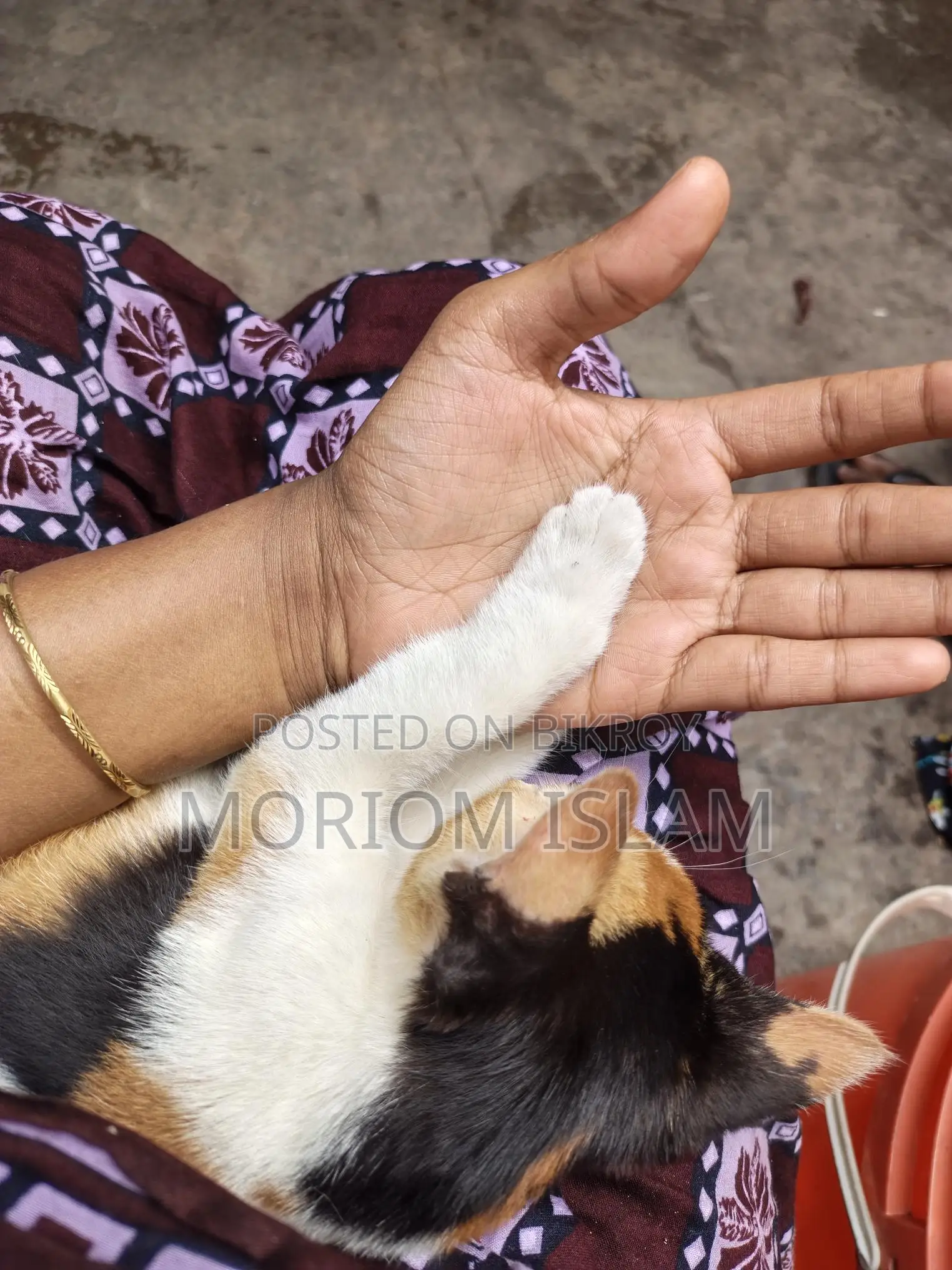 একটি দেশি সুন্দর বিড়াল বিক্রি করা হবে