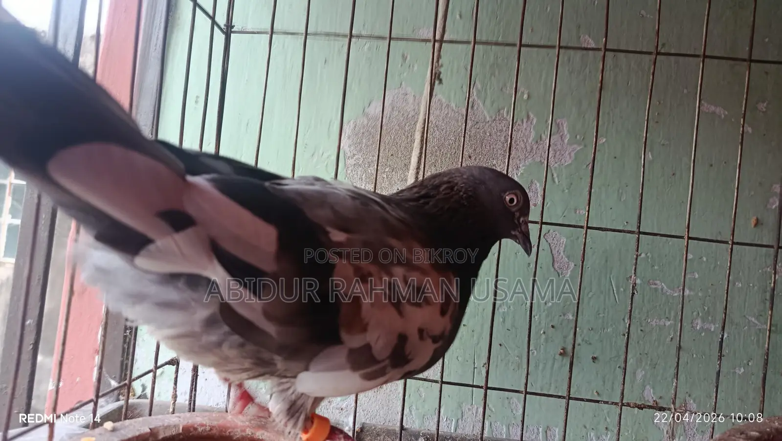 Giribaz, Lakha, and Kaldam Pigeons.