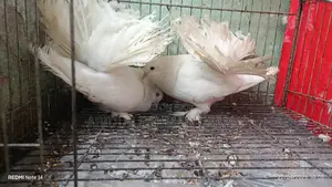 Giribaz, Lakha, and Kaldam Pigeons.