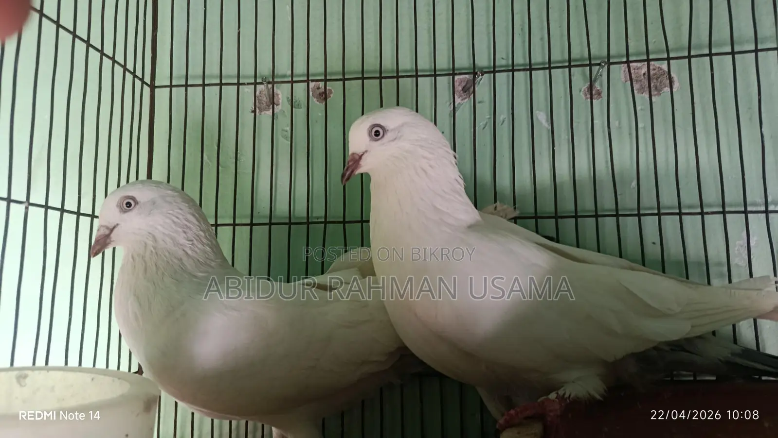 Giribaz, Lakha, and Kaldam Pigeons.