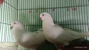Giribaz, Lakha, and Kaldam Pigeons.
