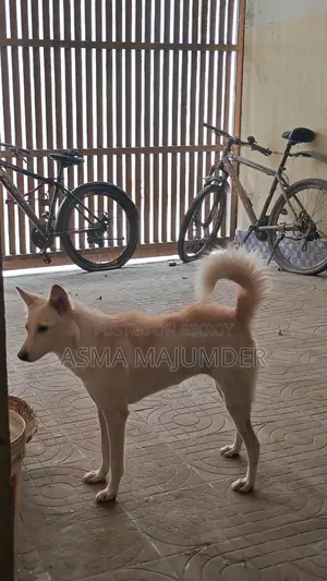 Canaan Dog