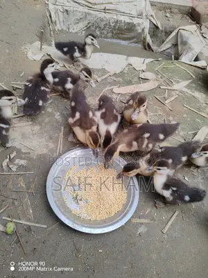 13 Muscovy Ducklings
