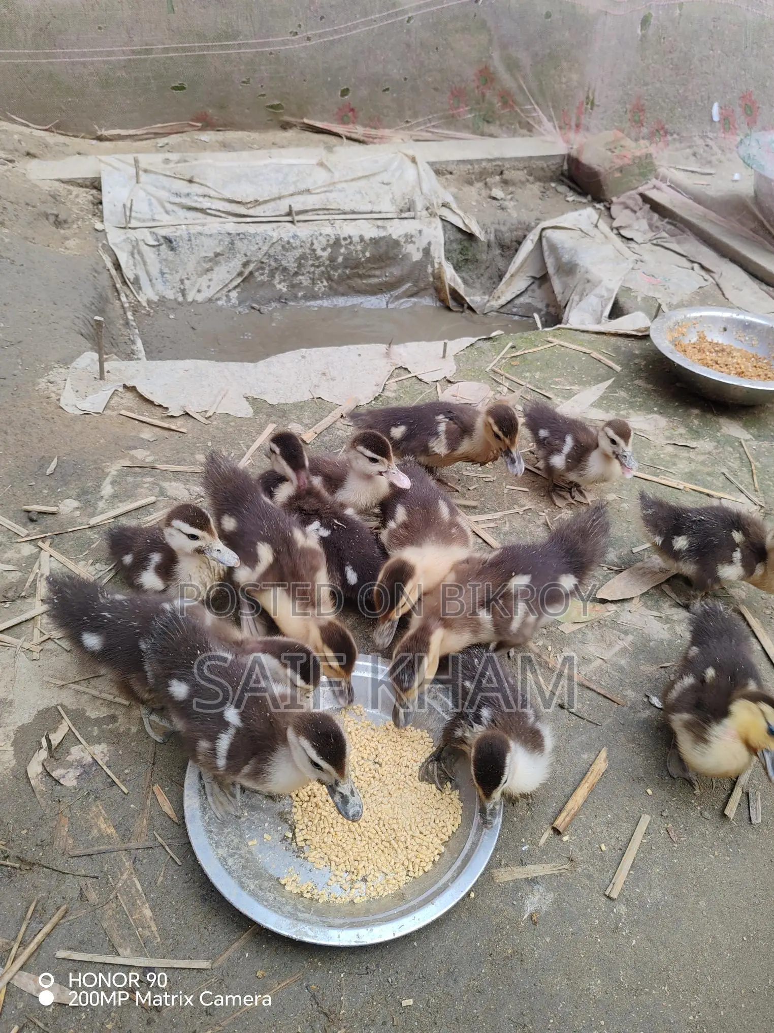 13 Muscovy Ducklings