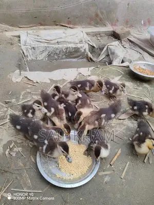 13 Muscovy Ducklings